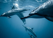 vip注册：开启专属特权的新章